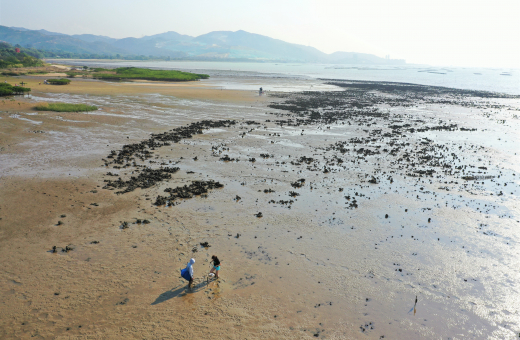 Global assessment by HKU Marine Scientists found that Oyster reef restoration rapidly increases marine biodiversity but increased restoration effort is needed to eliminate historical damage